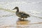 Female Mallard Anas platyrhynchos swims in the lake. Wild ducks in the natural environment.