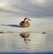 Female Mallard basking in sun at the bottom of an empty pool