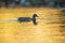 A female mallard in beautiful light at river