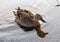 Female Mallard bird reflecting in the calm water, warm morning light. Latin name: Anas platyrhynchos