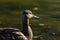 A female Mallard dabbling duck, Anas platyrhynchos closeup and in profile, with a bokeh background