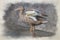 A female Mallard dabbling duck, Anas platyrhynchos digital watercolour painting