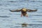 Female mallard dabbling wild duck Anas platyrhynchos in flight landing in water