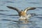 Female mallard dabbling wild duck Anas platyrhynchos in flight landing in water