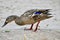 A Female Mallard Duck