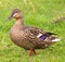 Female Mallard Duck