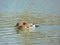 Female mallard duck Anas platyrhynchos and male Eurasian wigeon Mareca penelope swimming together