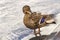 Female mallard duck Anas platyrhynchos is a member of the family Anatidae. It`s a waterfowl. Beautiful young duck stand in water