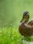 Female mallard duck Anas platyrhynchos shining plumage