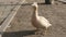 Female mallard duck on bank of the pond in city park. Birds and animals in wildlife concept.