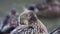 Female Mallard Duck Bird Preening Her Feathers