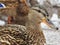 Female mallard duck close up