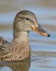 Female mallard duck closeup portrait