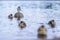 Female mallard duck closeup portrait in water with newborn ducklings.