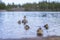 Female mallard duck closeup portrait in water with newborn ducklings.