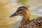 Female mallard duck. Detail of head from a side, portrait