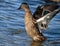 Female mallard duck. Flapping wings after washing.