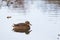 Female mallard duck floating relaxed in small lake