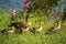 Female Mallard Duck with Four Ducklings by a Lake