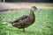 Female Mallard Duck on grass