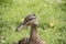 Female mallard duck in grass - closeup picture