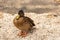 Female of mallard duck on the gravel