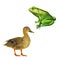 Female mallard duck, Green frog with spots, toad