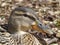 Female Mallard Duck head