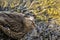Female Mallard Duck Hiding in Horned Wrack Seaweed