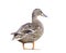 Female Mallard Duck isolated