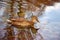 Female Mallard duck in lake with fall season colors
