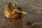 female mallard duck looking on a druze (cluster) Dreissena polymorpha