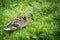 Female Mallard duck looking for food