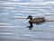 Female Mallard Duck looking for perfect nesting spot