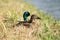 Female Mallard duck lying in her nest