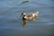 Female mallard duck making ripples in the water