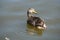 Female mallard duck making ripples in the water
