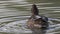 Female Mallard duck male Anus platyrhynchos