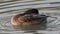 Female Mallard duck male Anus platyrhynchos