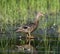 Female Mallard Duck in a Marsh #1