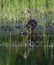 Female Mallard Duck in a Marsh #2