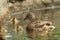 Female mallard duck with offspring