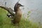 Female mallard duck opens out the wings. Birds in wildlife