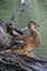 Female mallard duck posing on wood for water tank