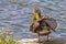 Female Mallard Duck Preening Herself