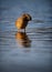 Female Mallard Duck Preening On Rippling Blue Water