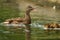 Female mallard duck quacking