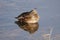 Female Mallard Duck resting on water