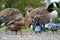 Female mallard duck in side view standing in front of several pigeons and geese