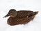 Female mallard duck in the snow